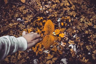 Close-up of hand holding autumn leaves