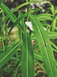 Close-up of wet plant