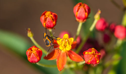 Close-up of insect on flowers