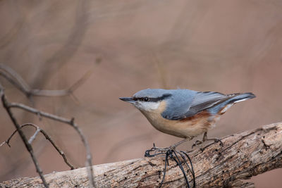 Close-up of bird perching on wood