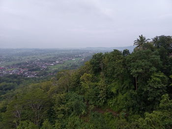 Scenic view of forest against sky