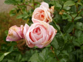 Close-up of rose roses
