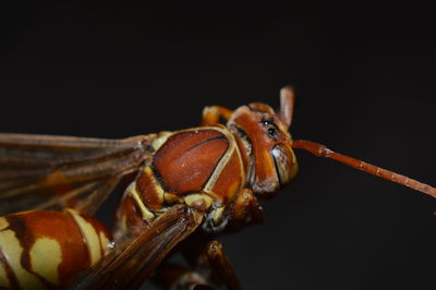 Close-up of insect over black background