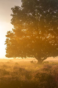 View of trees on field during sunset