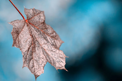 Close-up of dry maple leaves during autumn