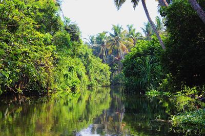 Scenic view of lake in forest against sky