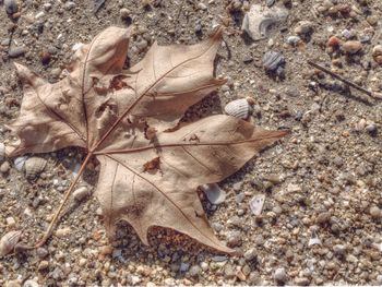 High angle view of crab on sand