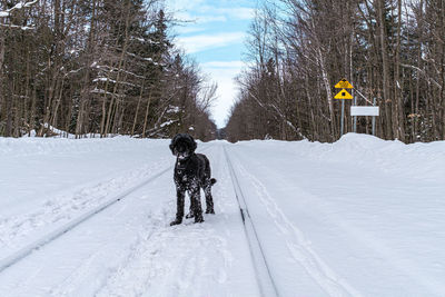 Rear view of person on snow covered field