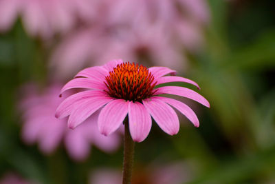 Close-up of purple flower