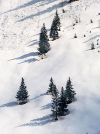 Pine tree on slope during winter