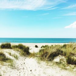 Scenic view of sandy beach