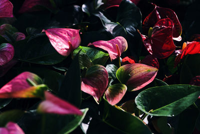 Close-up of pink flowering plant leaves