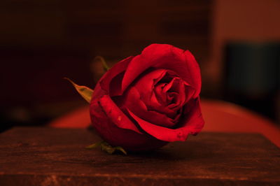 Close-up of red rose on table