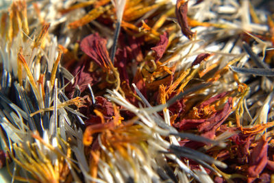 Full frame shot of dried plant