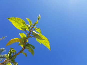 Low angle view of plant against clear blue sky