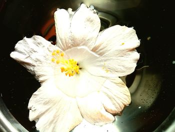 Close-up of white rose flower