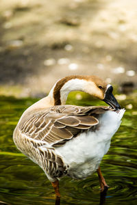 Close-up of a bird