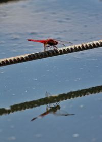 High angle view of dragonfly flying over lake