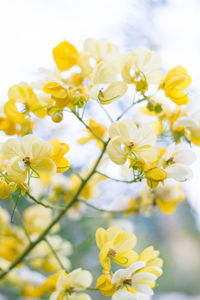 Close-up of yellow flowering plant