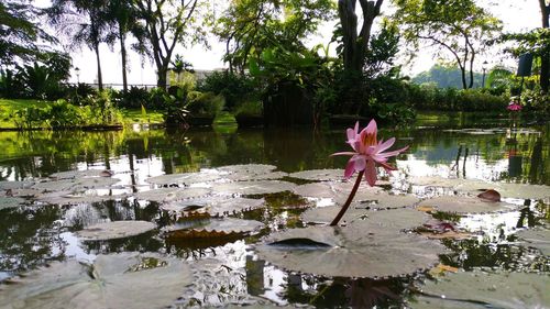 Lotus water lily in pond