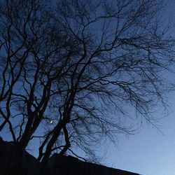 Low angle view of bare trees against sky