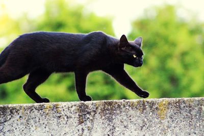 Close-up of black cat
