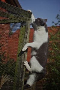 Low angle view of cat on tree