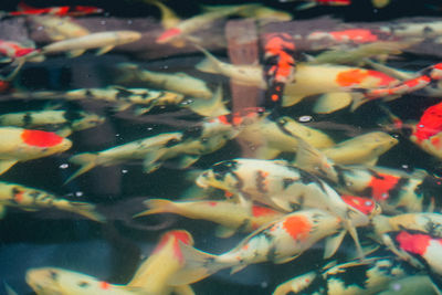 View of koi fish in water