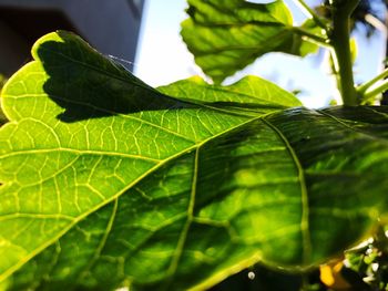 Close-up of green leaf