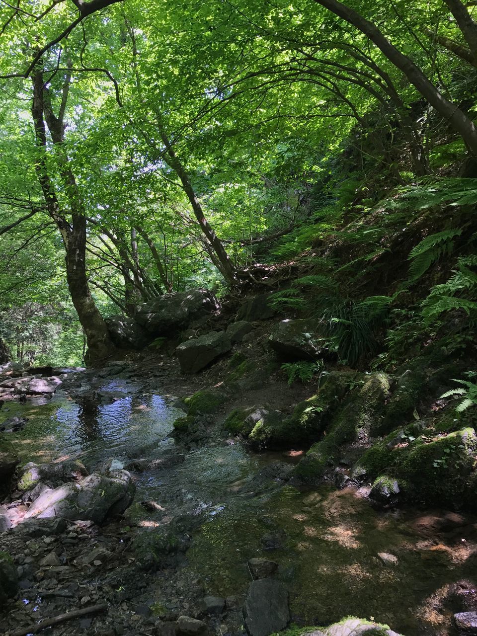 VIEW OF RIVER FLOWING THROUGH ROCKS