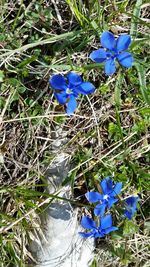 Close-up of purple flowers