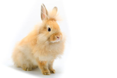 Close-up of a rabbit over white background