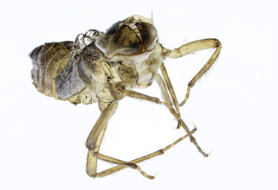 Close-up of insect against white background