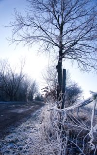 Bare trees on snow covered field against sky