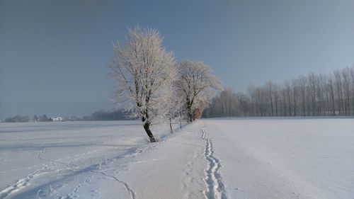 Trees on snow field against clear sky