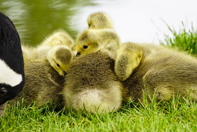 Close-up of young birds in grass