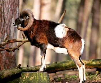 Side view of goat 