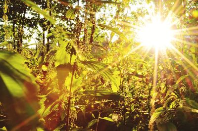 Sunlight streaming through trees in forest