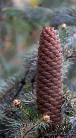 Close-up of pine cone on field