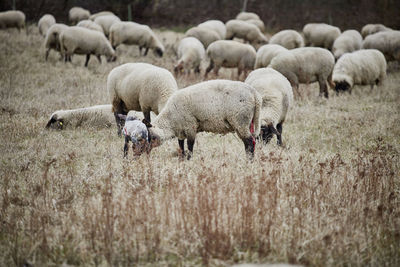 Flock of sheep grazing in field