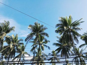 Low angle view of palm trees against clear sky