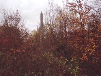 Trees growing against sky