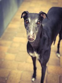 Portrait of black dog standing on footpath