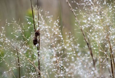 Close-up of insect on spider web