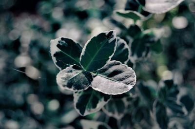 Close-up of leaves on plant