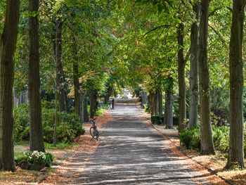 Footpath amidst trees in park