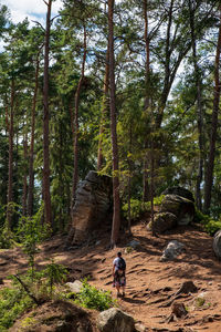 Rear view of man amidst trees in forest