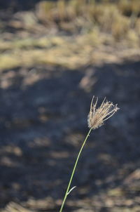 Close-up of wilted flower on field