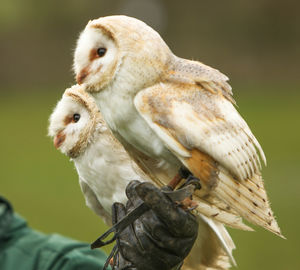 Close-up of two owls perching outdoors