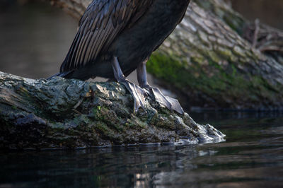Bird perching on rock